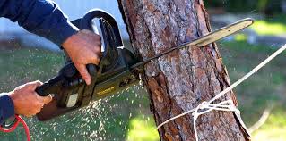 Best Firewood Processing and Delivery  in Bren Bow, OK