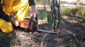 Best Stump Grinding and Removal  in Bren Bow, OK