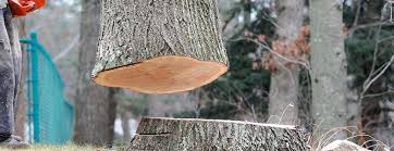 Professional Tree Services in Broken Bow, OK