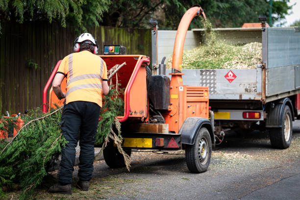 Best Tree Cabling and Bracing  in Bren Bow, OK