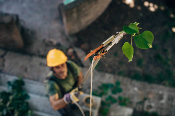 How Our Tree Care Process Works  in  Broken Bow, OK
