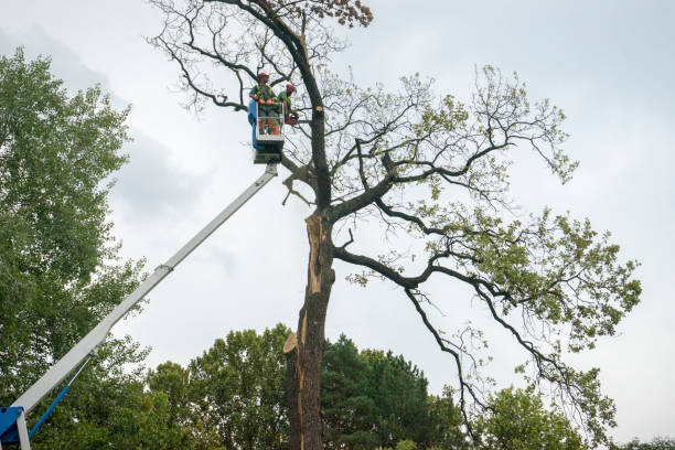 Best Commercial Tree Services  in Bren Bow, OK