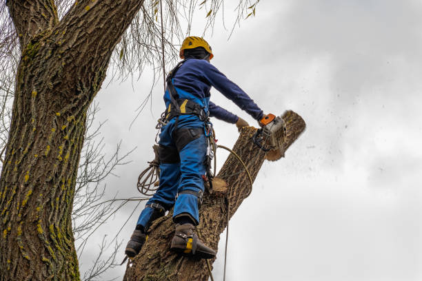 Best Root Management and Removal  in Bren Bow, OK