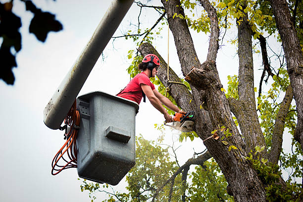 Best Utility Line Clearance  in Bren Bow, OK