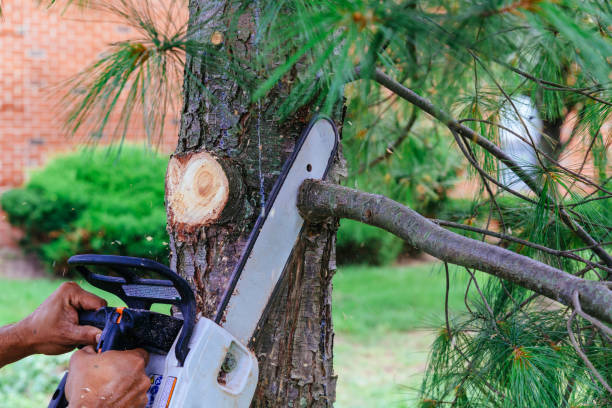 Best Tree Maintenance Programs  in Bren Bow, OK